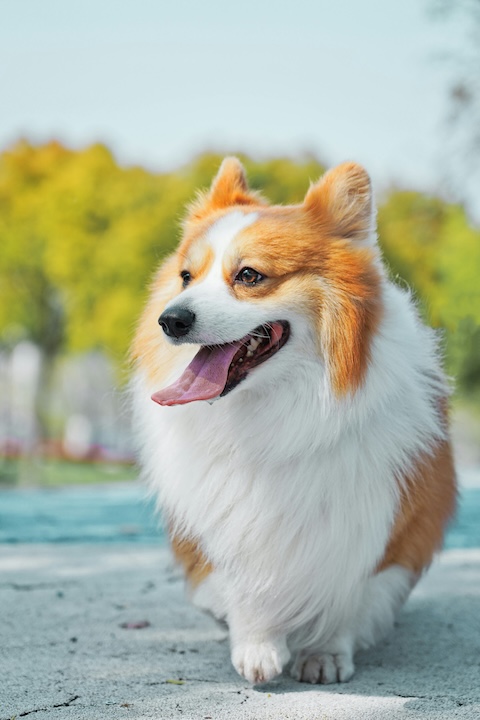 地面に立っている、長毛の白とオレンジ色の犬