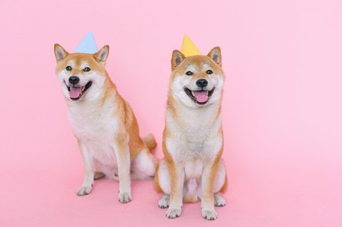 パーティー帽を被った柴犬たち