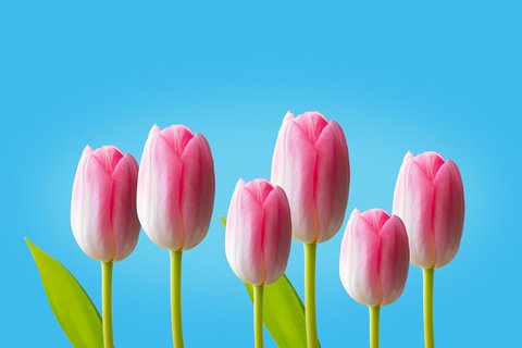 青い背景に映えるピンクのチューリップ