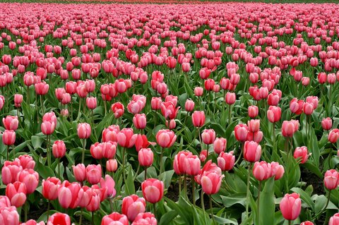 ピンクの花