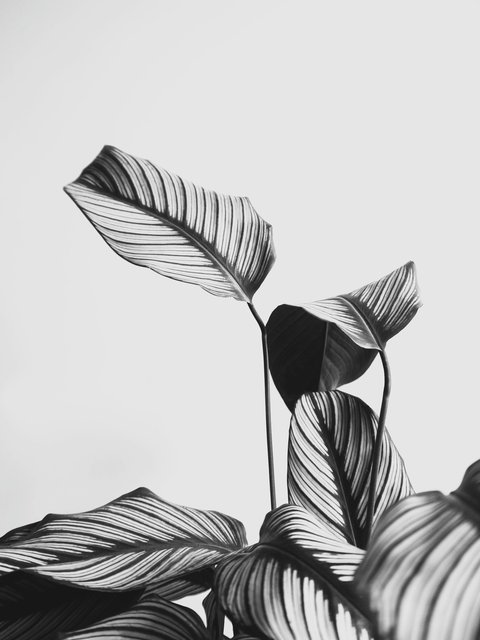 植物の黒と白の写真