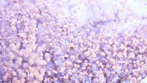 白い桜の花